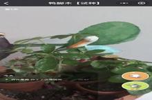《<em>水滴</em>农场》让你真实浇花 让你成就感无限