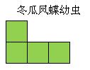 黑暗料理王冬瓜凤蝶幼虫