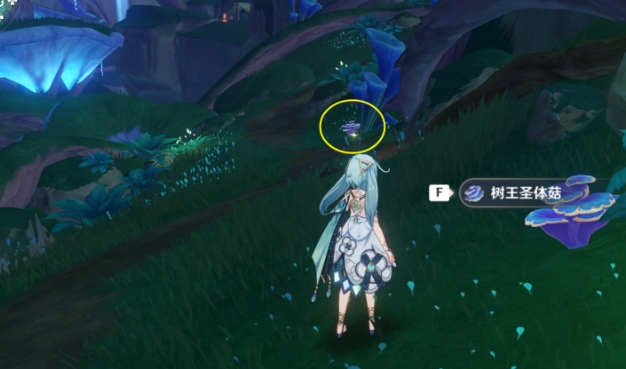 原神圣体菇哪里多 原神圣体菇哪里多