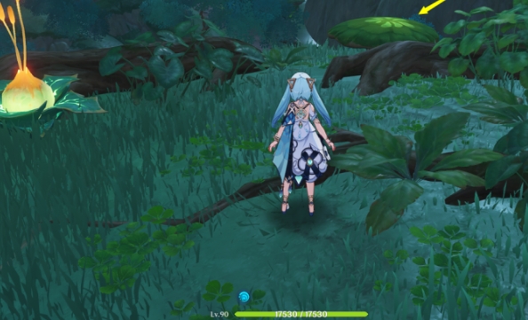 原神圣体菇哪里多 原神圣体菇哪里多