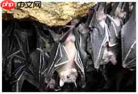 森林驿站8月11日答案是什么