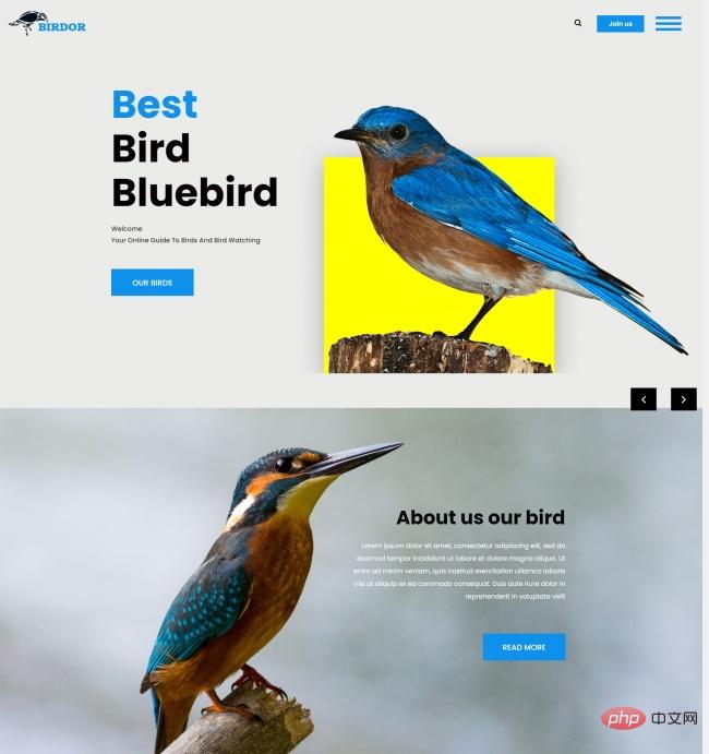 HTML5鸟类在线资讯网站模板