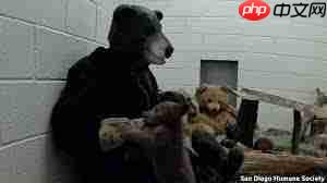 大卫熊英语如何布置任务